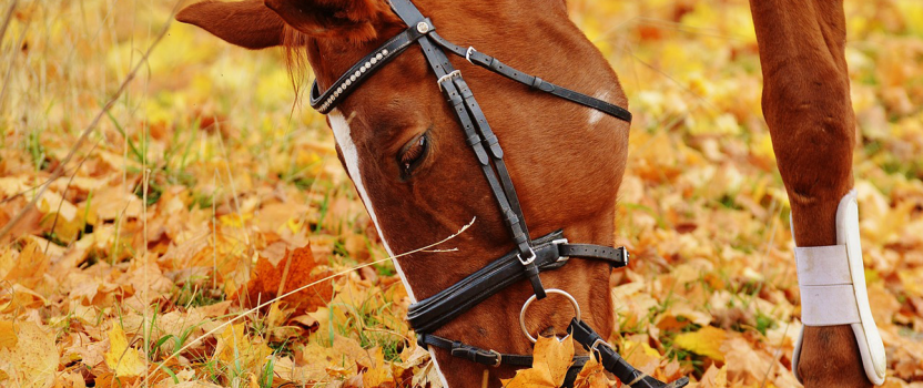 Autumn Horse Care Essentials to Know