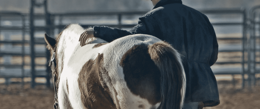 How to Find the Perfect Horse Trainer