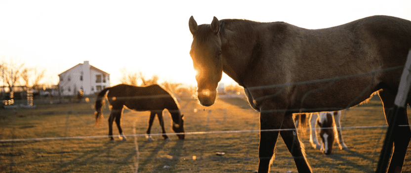 Central Kentucky’s Treasure Trove of Horse Fun