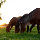 Nutrition Basics and Key Supplements for Your Horse
