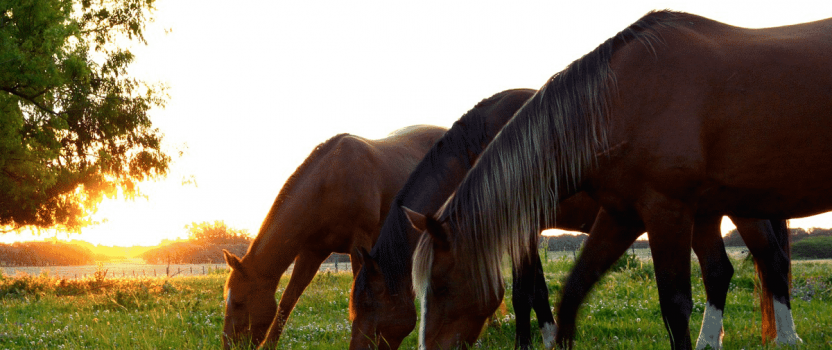 Nutrition Basics and Key Supplements for Your Horse