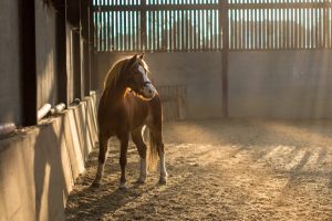 What You Need to Know About Weaning Your Foal