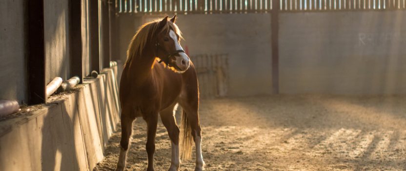 What You Need to Know About Weaning Your Foal