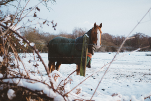 Winter Horse Care Fundamentals