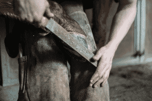 Essential Hoof Care for Your Horse