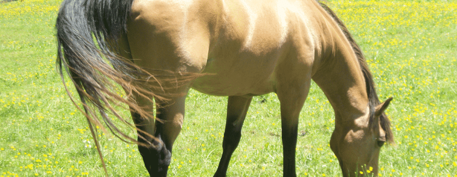 New Study Sheds Light on Unwanted Horse Problem